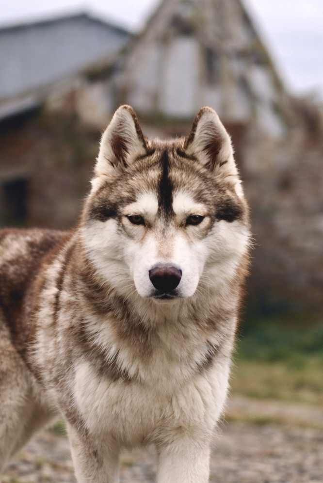 Arya
